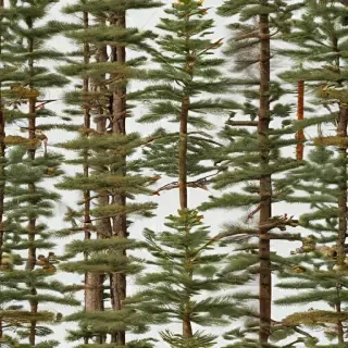 pine trees transparent background