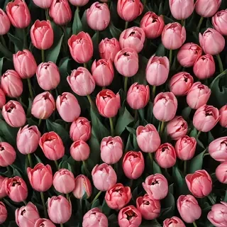 tulips wallpaper aesthetic