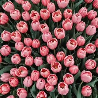 tulips wallpaper aesthetic