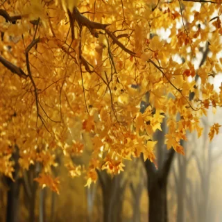 golden leaves background