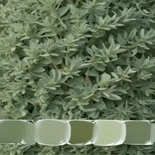 aesthetic sage green