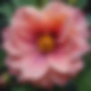 flower drawing pictures