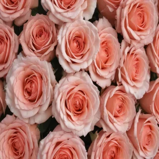 roses background aesthetic