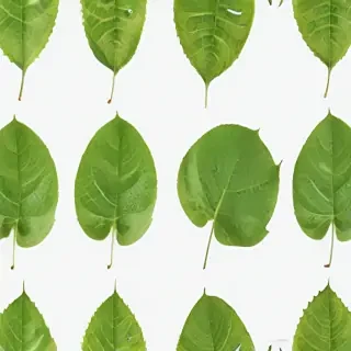 leaf transparent background