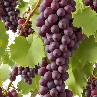 grapes png