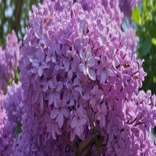 lilac aesthetic