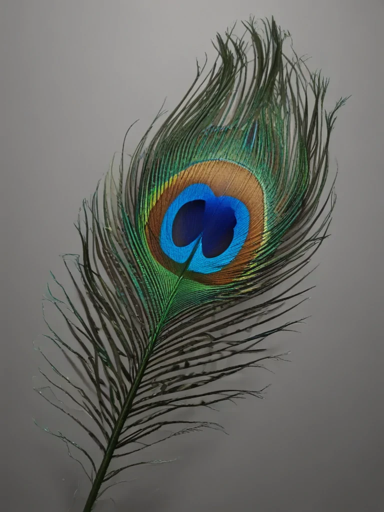 peacock feather png