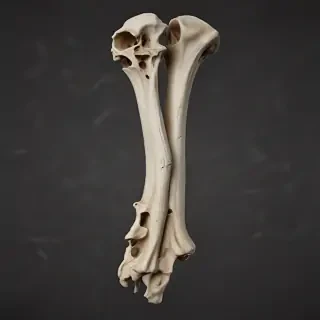 bone png