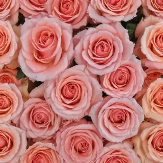 roses background