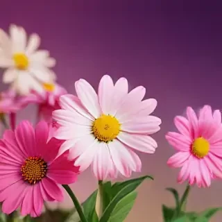 cute flower wallpapers