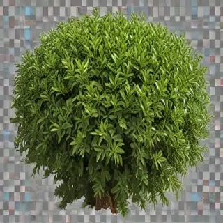 shrub png