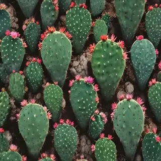 cactus wallpaper iphone