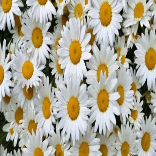daisy wallpaper iphone