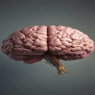 brain png