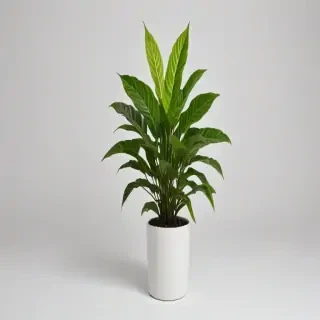plant no background