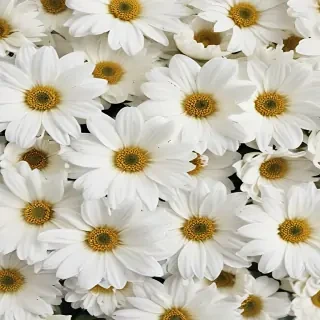 white flowers wallpaper iphone