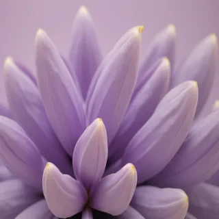 lilac background