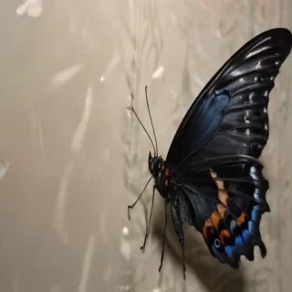 black butterfly