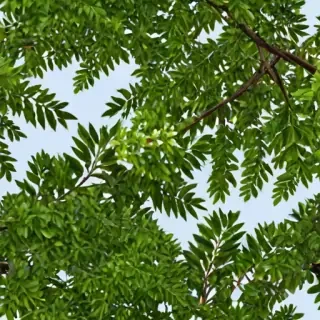 png branches