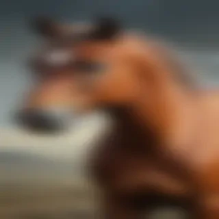 horse image for drawing