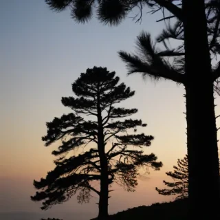 pine tree silhouette png