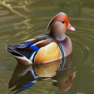 mandarin duck