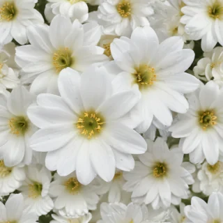 background white flower