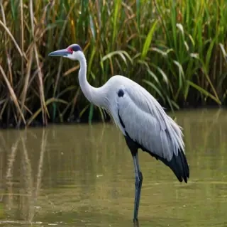 crane bird