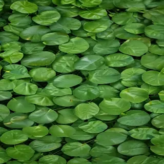 background green leaves