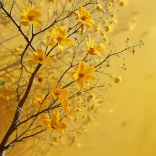 yellow background aesthetic
