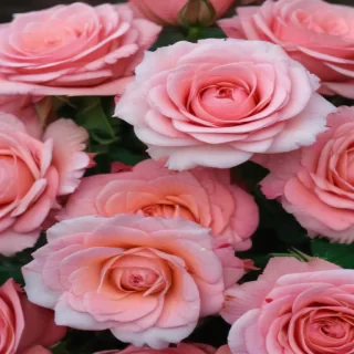 background roses wallpaper