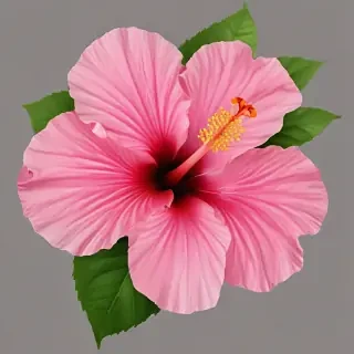 hibiscus flower png