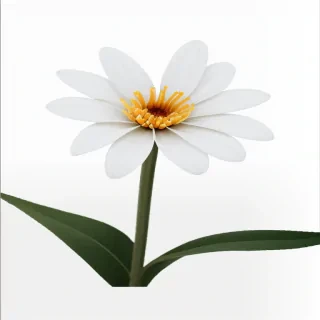 flower with white background