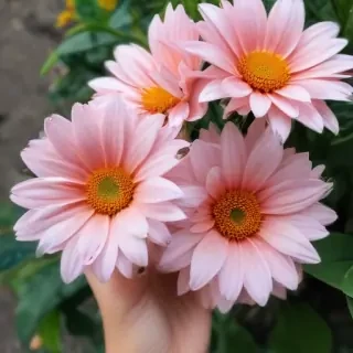 cute aesthetic flower wallpapers