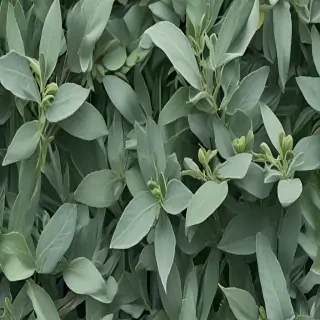 sage green images