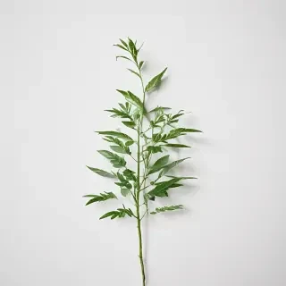 green on white background