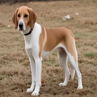 american lab foxhound