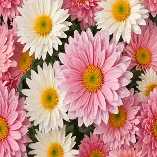 chrysanthemum png