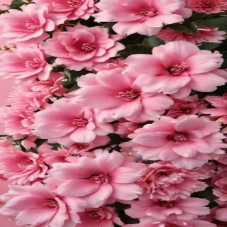 cute wallpaper pink