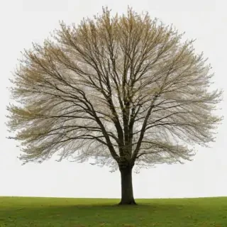 trees transparent