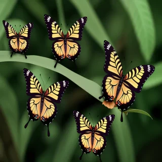 png butterflies