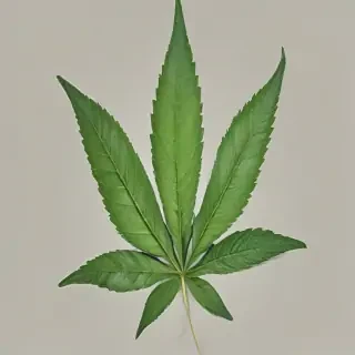 pot leaf png