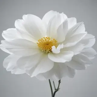 white flower transparent