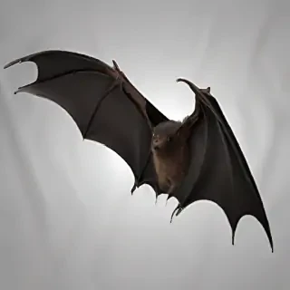 bat wings png