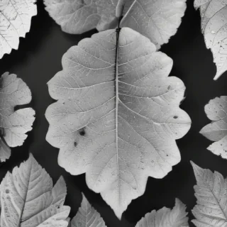 leaf white and black