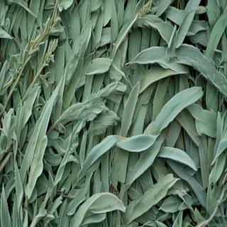 sage green background aesthetic