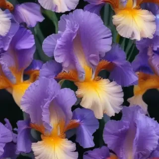 iris flower