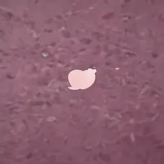ig story png