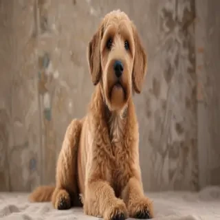 boxerdoodle dog breed