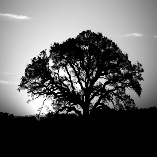Capture a detailed black and white silhouette of a majestic tree against a sunset sky, using a Canon EOS R5, 50mm lens, aperture f/1.8, ISO 400, at a vantage point that emphasizes the tree's height and spread, with a soft-focus background for depth.